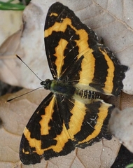 Symbrenthia niphanda