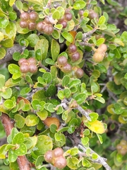 Grewia robusta