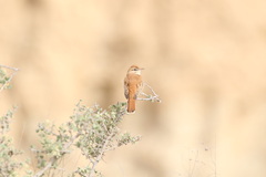 Cercotrichas galactotes