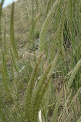 Psathyrostachys