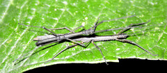 Libethra
