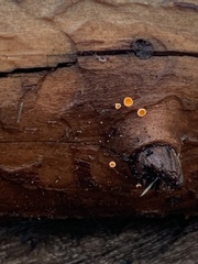 Lachnellula calyciformis