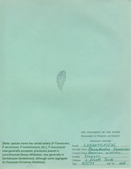 Phoradendron leucarpum