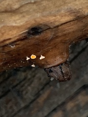 Lachnellula calyciformis