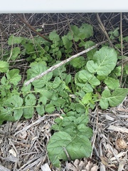 Brassiceae