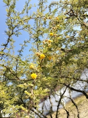 Vachellia farnesiana