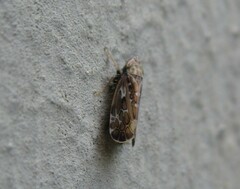 Errastunus ocellaris