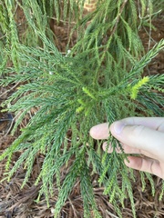 Cryptomeria