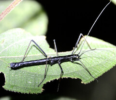 Creoxylus