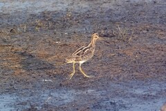 Gallinago
