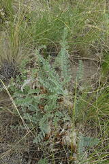 Astragalus testiculatus