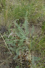 Astragalus testiculatus