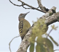 Melanerpes striatus