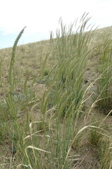 Psathyrostachys