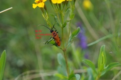 Chauliognathus togatus