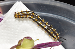 Pardopsis punctatissima