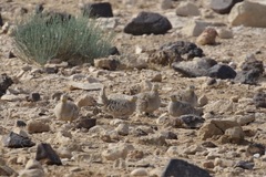 Pterocles coronatus