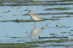 Pluvialis squatarola