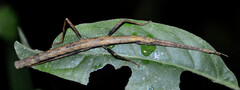 Creoxylus