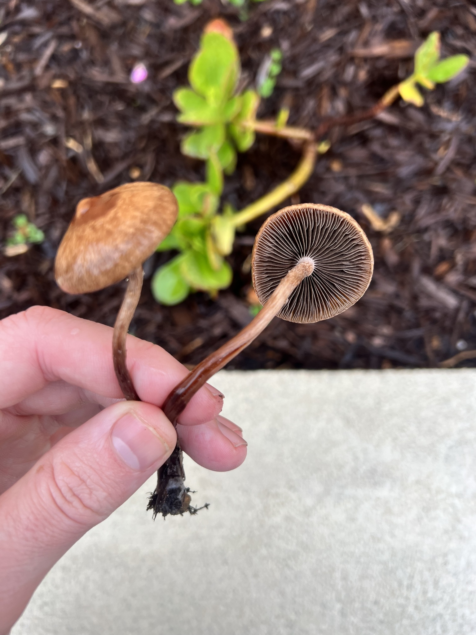 Panaeolus cinctulus Dunkelrandiger Düngerling