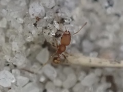 Pheidole bilimeki