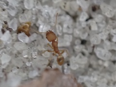 Pheidole bilimeki