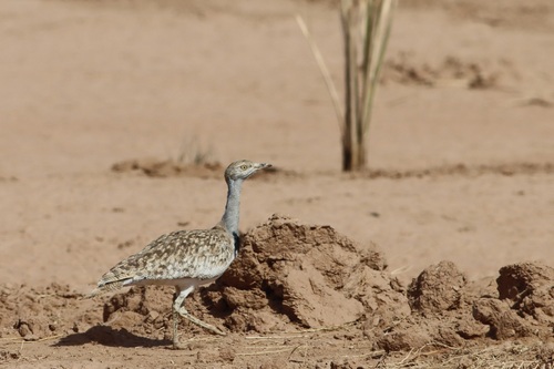 Avutarda hubara africana (Chlamydotis undulata)