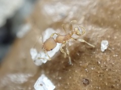 Pheidole bilimeki