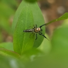 Cotinusa