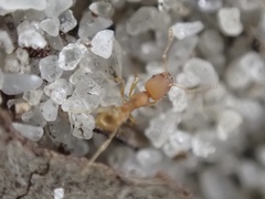 Pheidole bilimeki