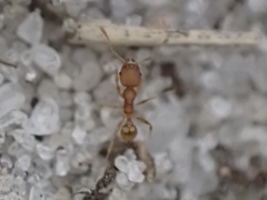 Pheidole bilimeki