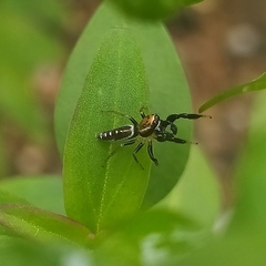 Cotinusa