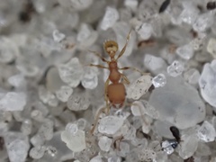 Pheidole bilimeki