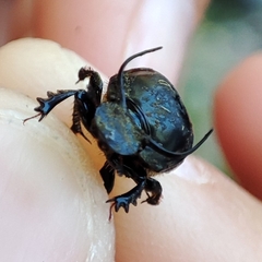 Onthophagus taurus