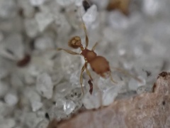 Pheidole bilimeki