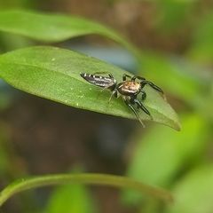 Cotinusa