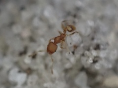 Pheidole bilimeki