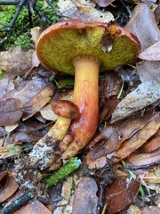 Aureoboletus flaviporus