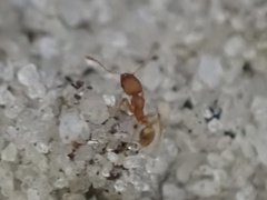 Pheidole bilimeki