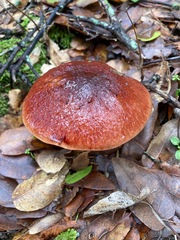 Aureoboletus flaviporus