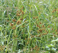 Cyperus glomeratus