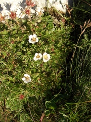 Potentilla clusiana