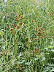 Cyperus glomeratus