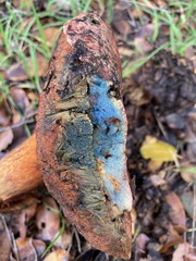 Rubroboletus eastwoodiae