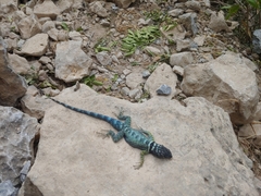 Sceloporus ornatus