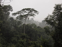 Endospermum diadenum