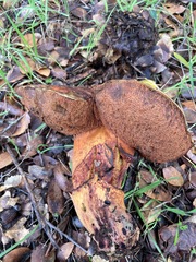 Rubroboletus eastwoodiae