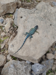 Sceloporus ornatus