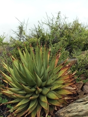Aloe broomii
