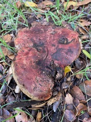 Rubroboletus eastwoodiae